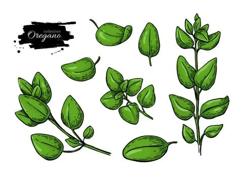 Oregano vector drawing. Isolated Herb plant branch with leaves. Stock Illustration