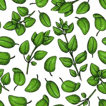 Oregano vector seamless pattern. Isolated Herb plant branch with Stock Illustration