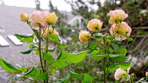 OREGON-5 Stock-Footage 342190893