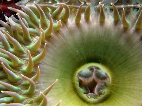 Oregon Anemone Stock Photos