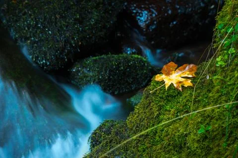 Oregon Autumn Fallen Maple Tree Leaves Watson Creek Oregon Stock Photos