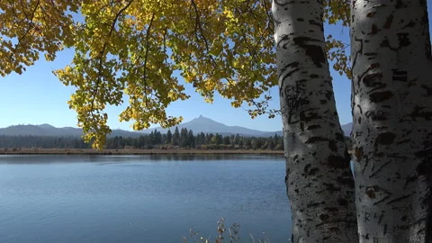 Oregon birches frame Mt Washington pan Stock Footage 133367525