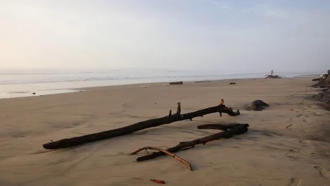 Oregon branches on beach in evening Stock Footage 80306589