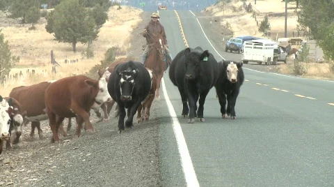 Oregon - Cattle drive cows come to camera followed by logging truck 動画素材 803992
