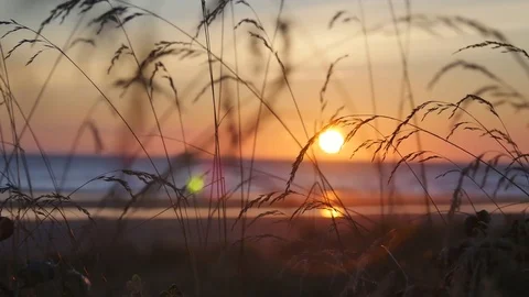 Oregon Coast Beach Sunset Tall Grass Stock Footage 82701151