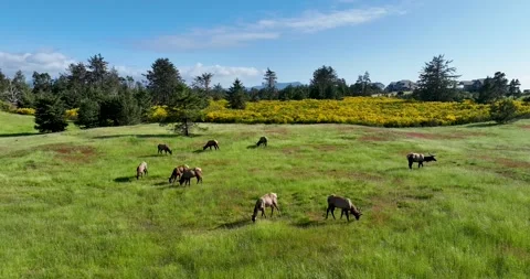 Oregon Coast Elk Stock Footage 275873485