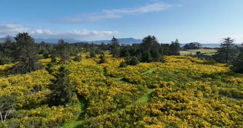 Oregon Coast Flowering Gorse Stock Footage 275873497