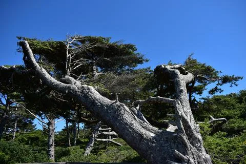 Oregon Coast Foto stock