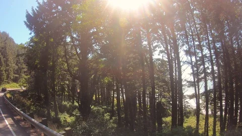 Oregon Coast Redwoods 스톡 동영상 117062810