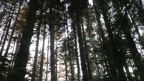 Oregon Coast running through the forest Stock Footage 152486997