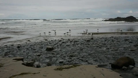 Oregon Coast with Seagulls 库存影片 93599421