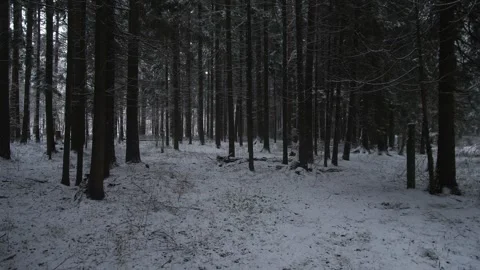 Oregon Dark pine forest at dusk, narrow corridor, low light, long vertical Stock Footage 321817441