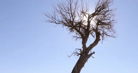 Oregon desert tree sunshine panorama to the ground Stock Footage 211789340