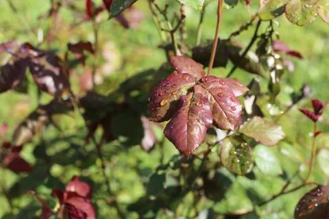 Oregon fall leaves Stock Photos