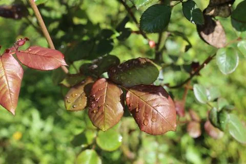Oregon fall Stock Photos