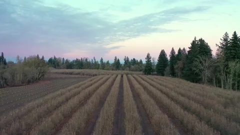 Oregon Filbert Orchard Stock Footage 131135919