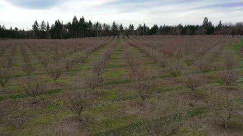 Oregon Filbert Orchard Stock Footage 131136183
