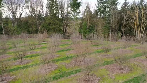 Oregon Filbert Orchard Stock Footage 131136212