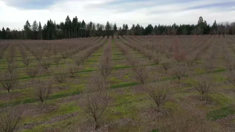Oregon Filbert Orchard Stock Footage 131136229