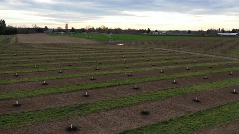 Oregon Filbert Orchard Stock Footage 131136364