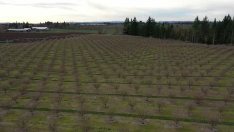 Oregon Filbert Orchard Stock Footage 131136543