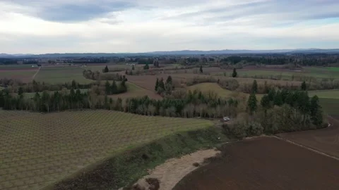 Oregon Filbert Orchard Stock Footage 131136546