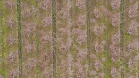 Oregon Filbert Orchard Stock Footage 131136586