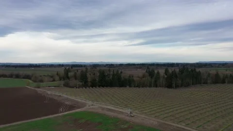 Oregon Filbert Orchard Stock Footage 131136591