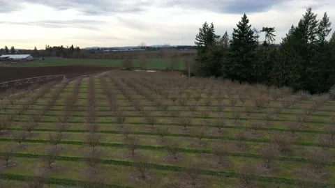 Oregon Filbert Orchard Stock Footage 131136616