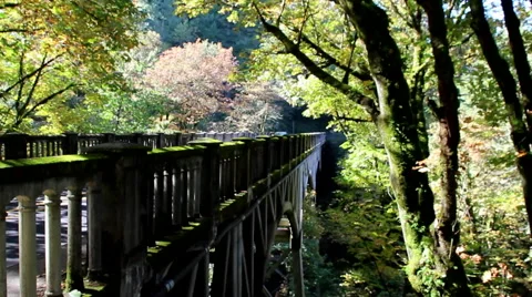 Oregon Foliage and scenery Stock Footage 62199980