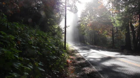 Oregon Foliage and scenery Stock Footage 62200367