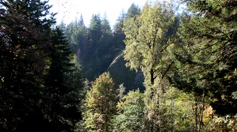 Oregon Foliage and scenery Stock Footage 62200407