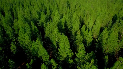 Oregon Forest And Mountains Under Blue Sky By Aerial Drone Vidéo 87520060