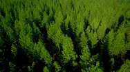 Oregon Forest And Mountains Under Blue Sky By Aerial Drone Stock Footage
