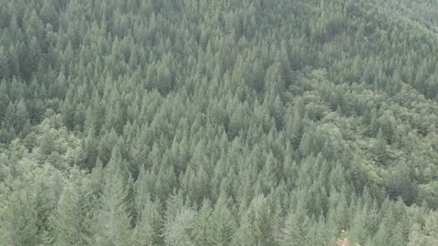 Oregon forest dense treetops, Overhead static telephoto shot Video stock 332239233