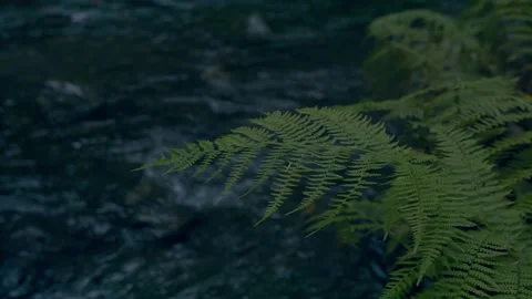 Oregon Forest Stock Footage 200850682