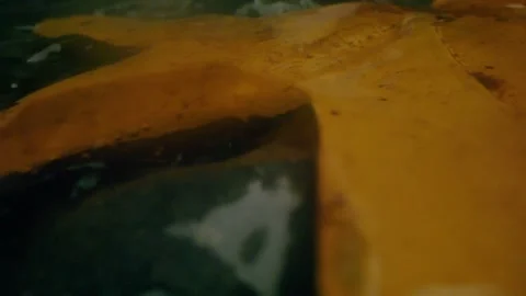 Oregon Forest Stock Footage 200851413