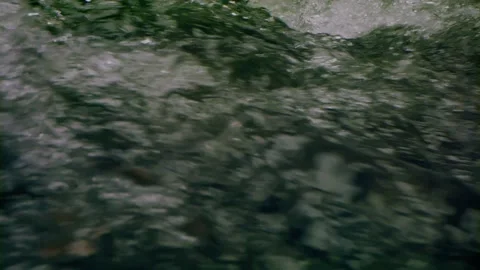 Oregon Forest Stock-Footage 200851699