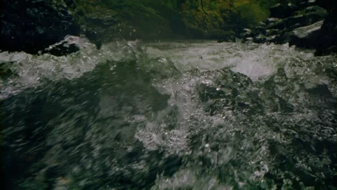 Oregon Forest Stock Footage 200851813