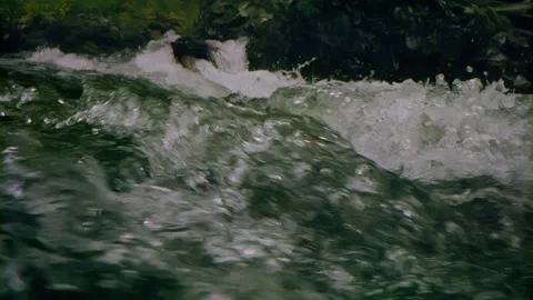 Oregon Forest Video stock 200852943