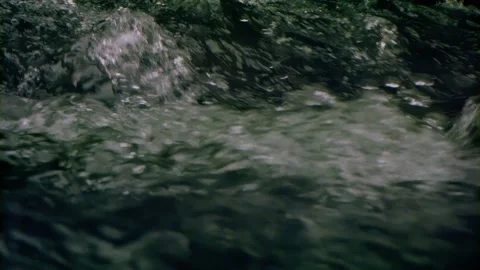 Oregon Forest Video stock 200853191