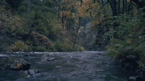 Oregon Forest Stock Footage 200853525