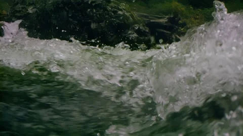 Oregon Forest Stock Footage 200853784