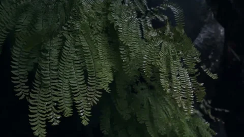 Oregon Forest Stock Footage 200854005