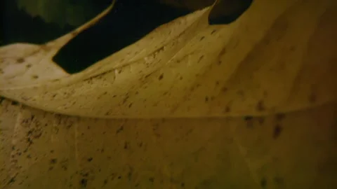 Oregon Forest Stock Footage 200854113