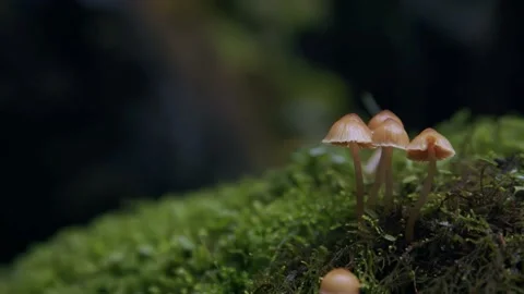 Oregon Forest Stock Footage 200854353