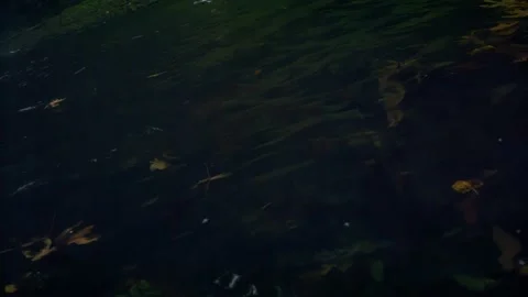 Oregon Forest Video stock 200854544