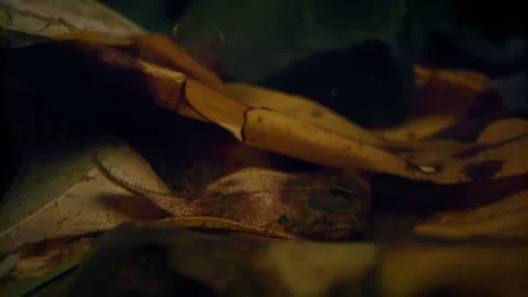 Oregon Forest Stock Footage 200854853