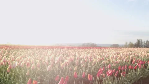 Oregon Forest Stock Footage 200855268