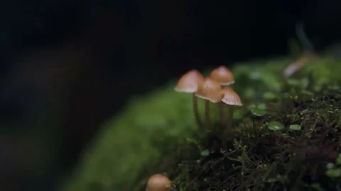 Oregon Forest Stock Footage 200855658